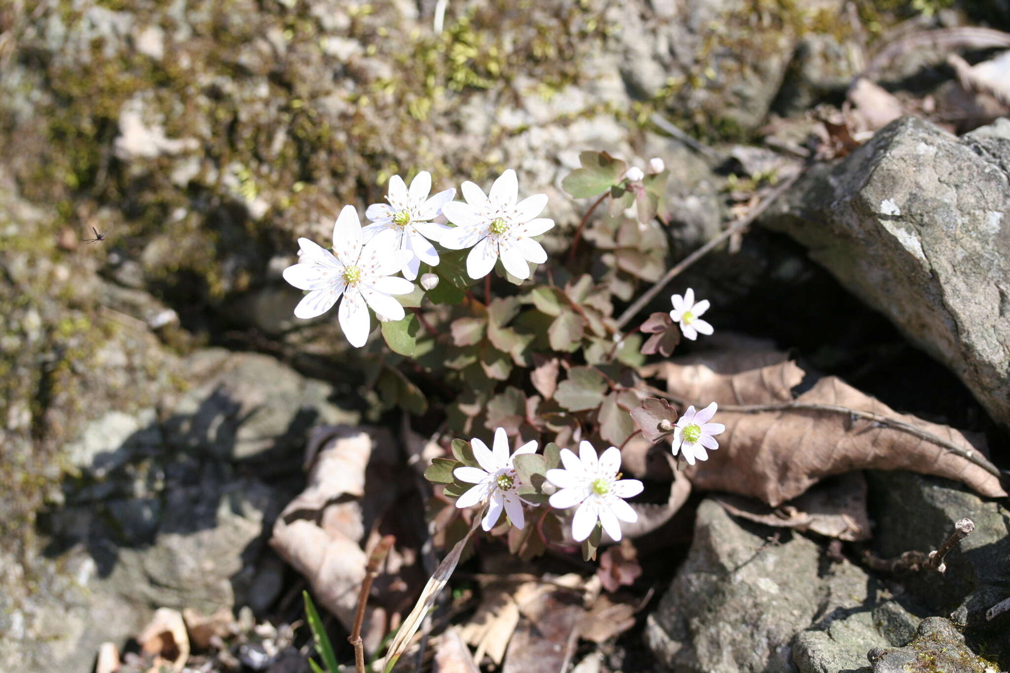 Image of Rue-Anemone