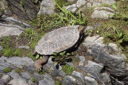 Plancia ëd Mauremys japonica (Temminck & Schlegel 1835)