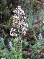 Image de Valeriana microphylla Kunth