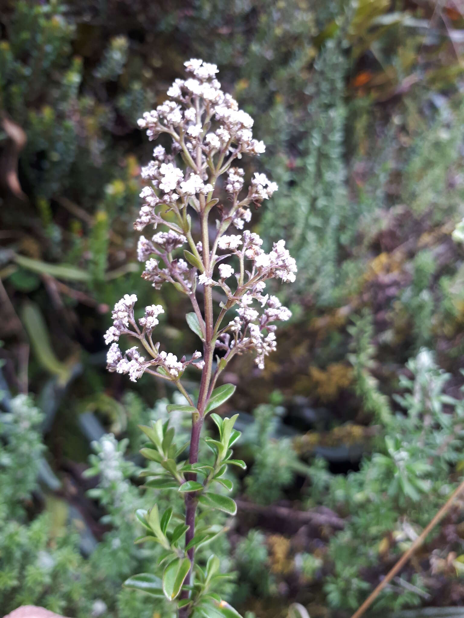 Imagem de Valeriana microphylla Kunth