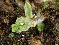 Image of Sauteria alpina (Nees) Nees