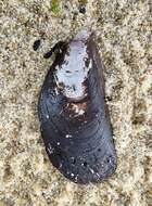 Image of Green mussel