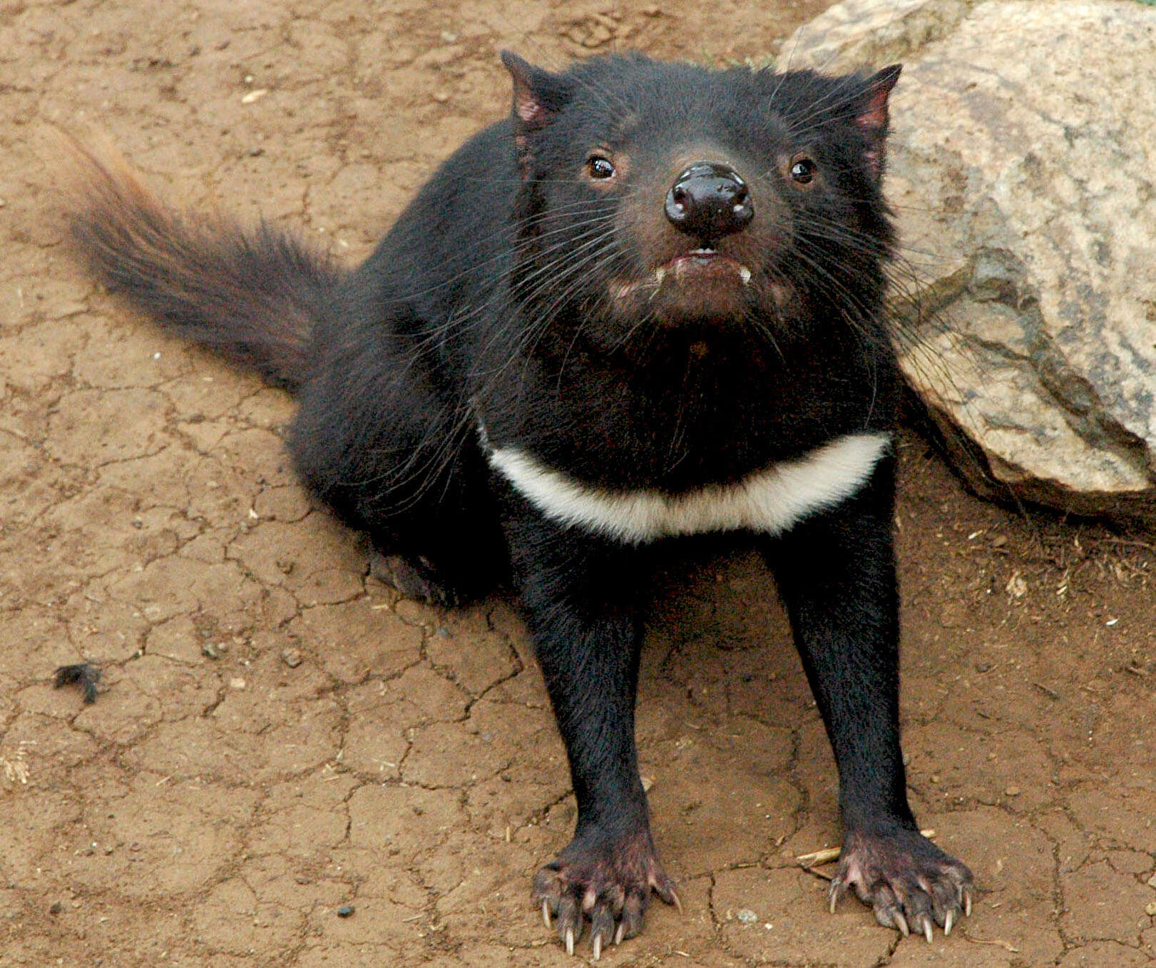 Plancia ëd Sarcophilus F. G. Cuvier 1837