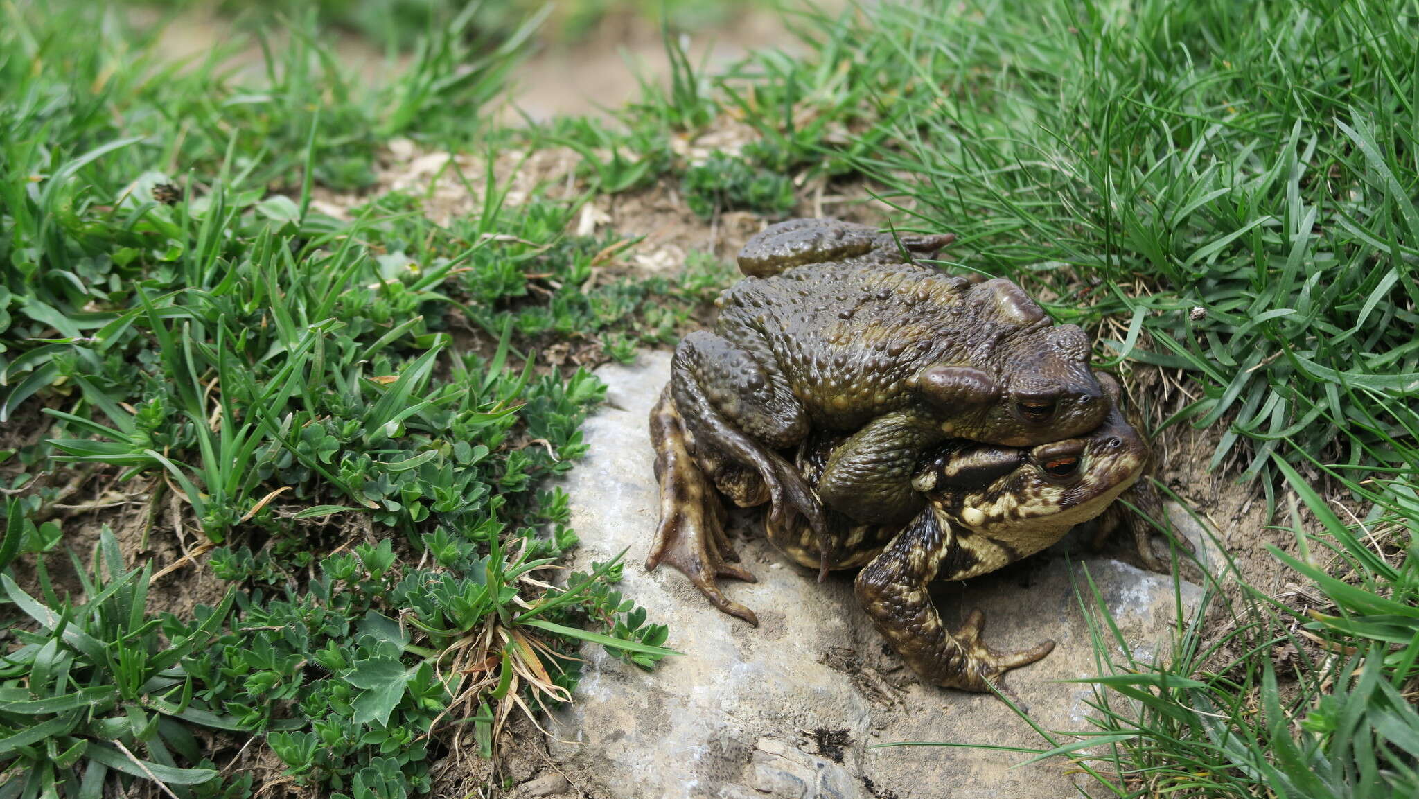 Image of Spiny Common Toad