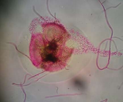 Image of Phoma