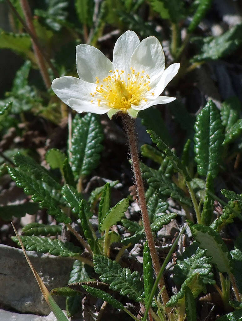 Imagem de Dryas octopetala L.