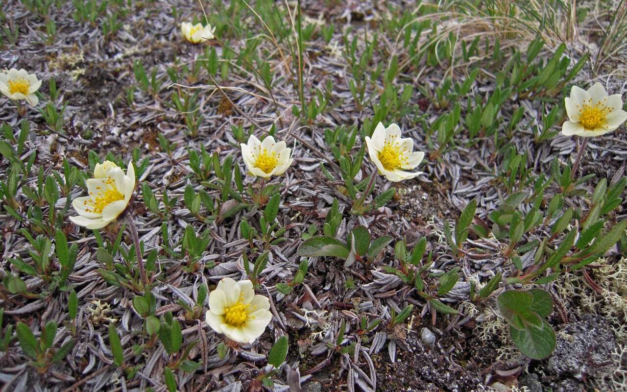 Image of entireleaf mountain-avens