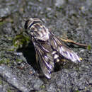 Image de Tabanus trimaculatus Palisot