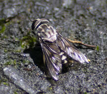 Imagem de Tabanus trimaculatus Palisot