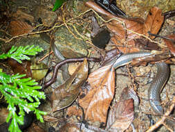 Image of Tonkin Mountain Keelback