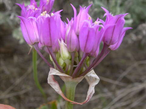 Image de Allium acuminatum Hook.