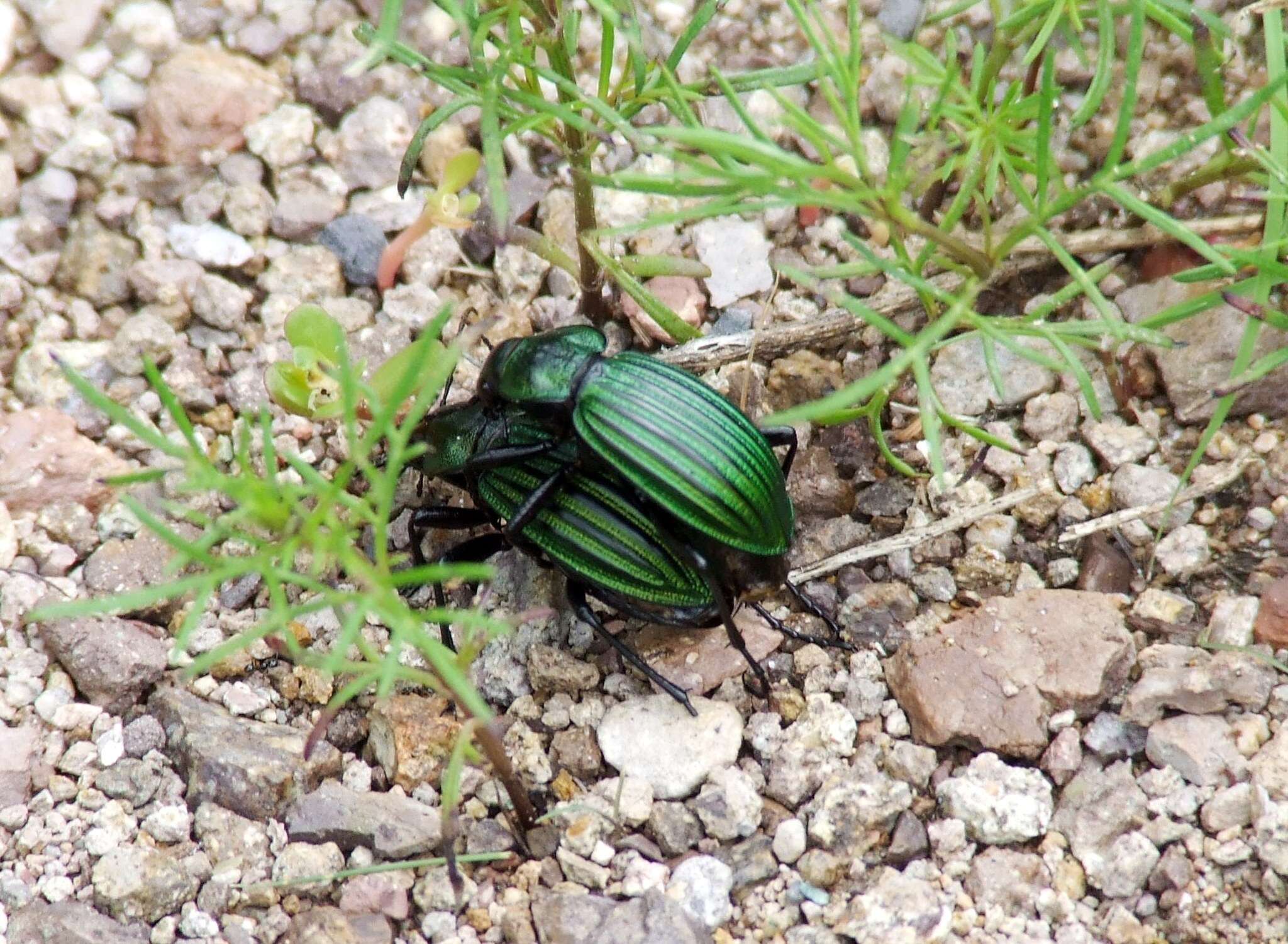 Imagem de Calosoma (Blaptosoma) viridisulcatum Chaudoir 1863