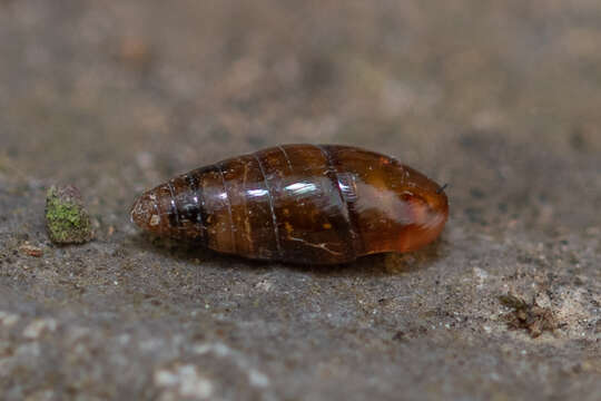 Image of Three-toothed Moss Snail