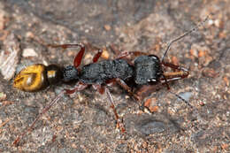 صورة Myrmecia fulvipes Roger 1861