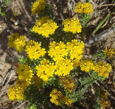 Image of Oedera genistifolia (L.) A. A. Anderberg & K. Bremer