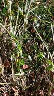 Image of Fragrant Grove Honeysuckle