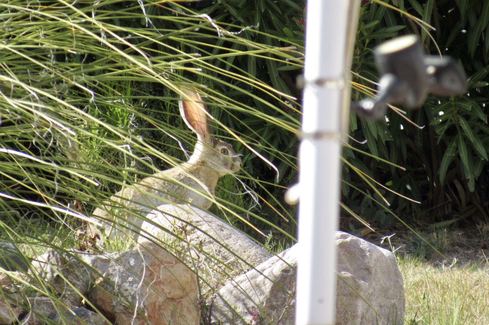 Imagem de Lepus alleni Mearns 1890