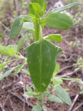 Imagem de Chenopodium album L.