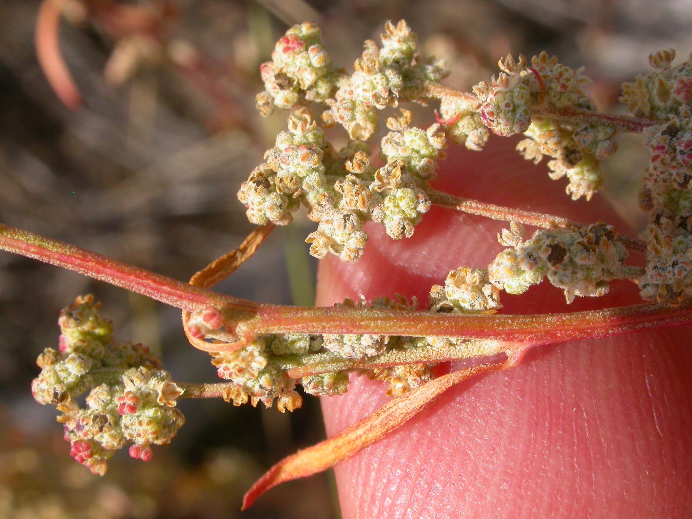 Sivun Chenopodium leptophyllum (Moq.) Nutt. ex S. Wats. kuva