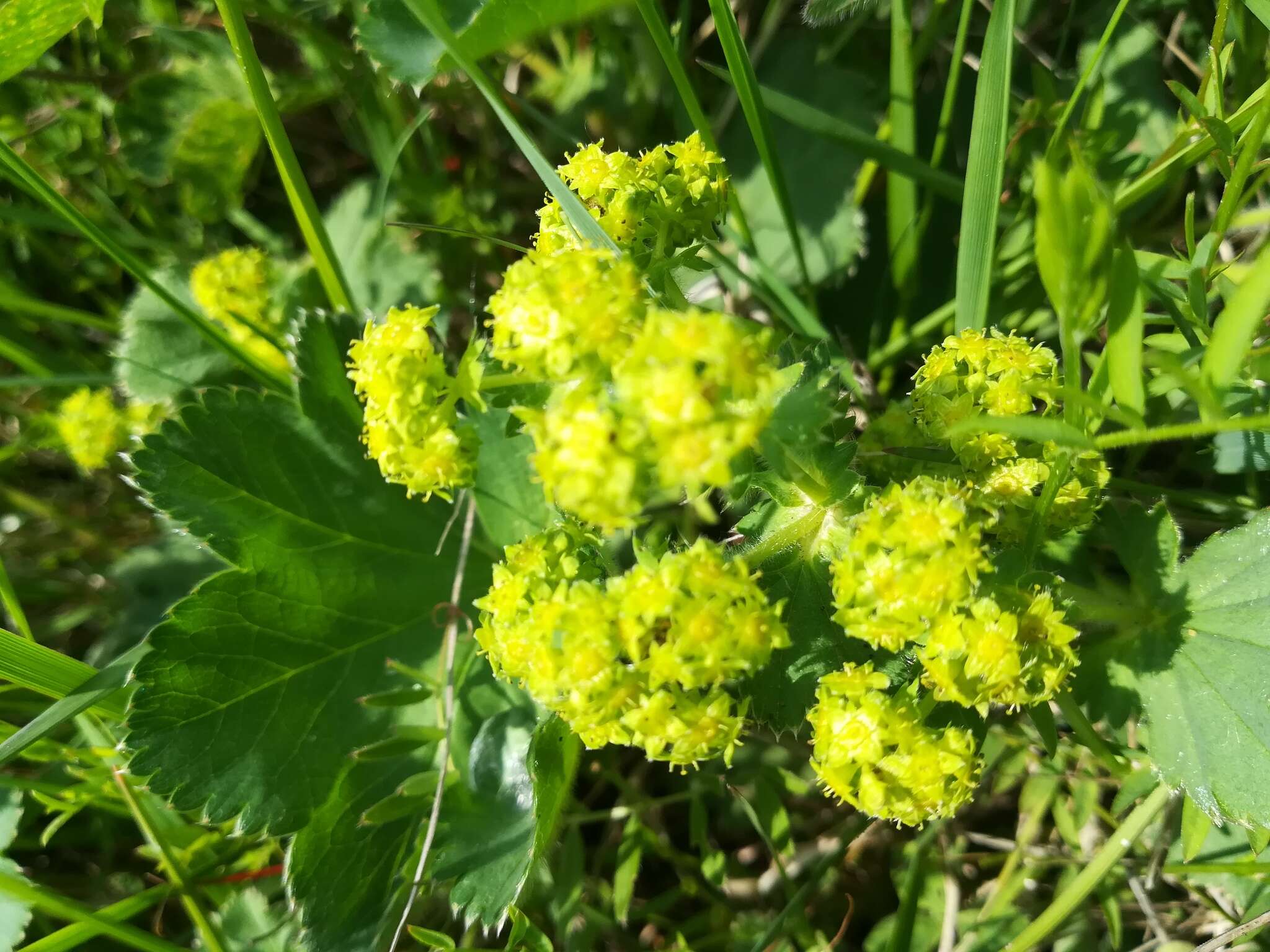 Image of Alchemilla plicata Buser