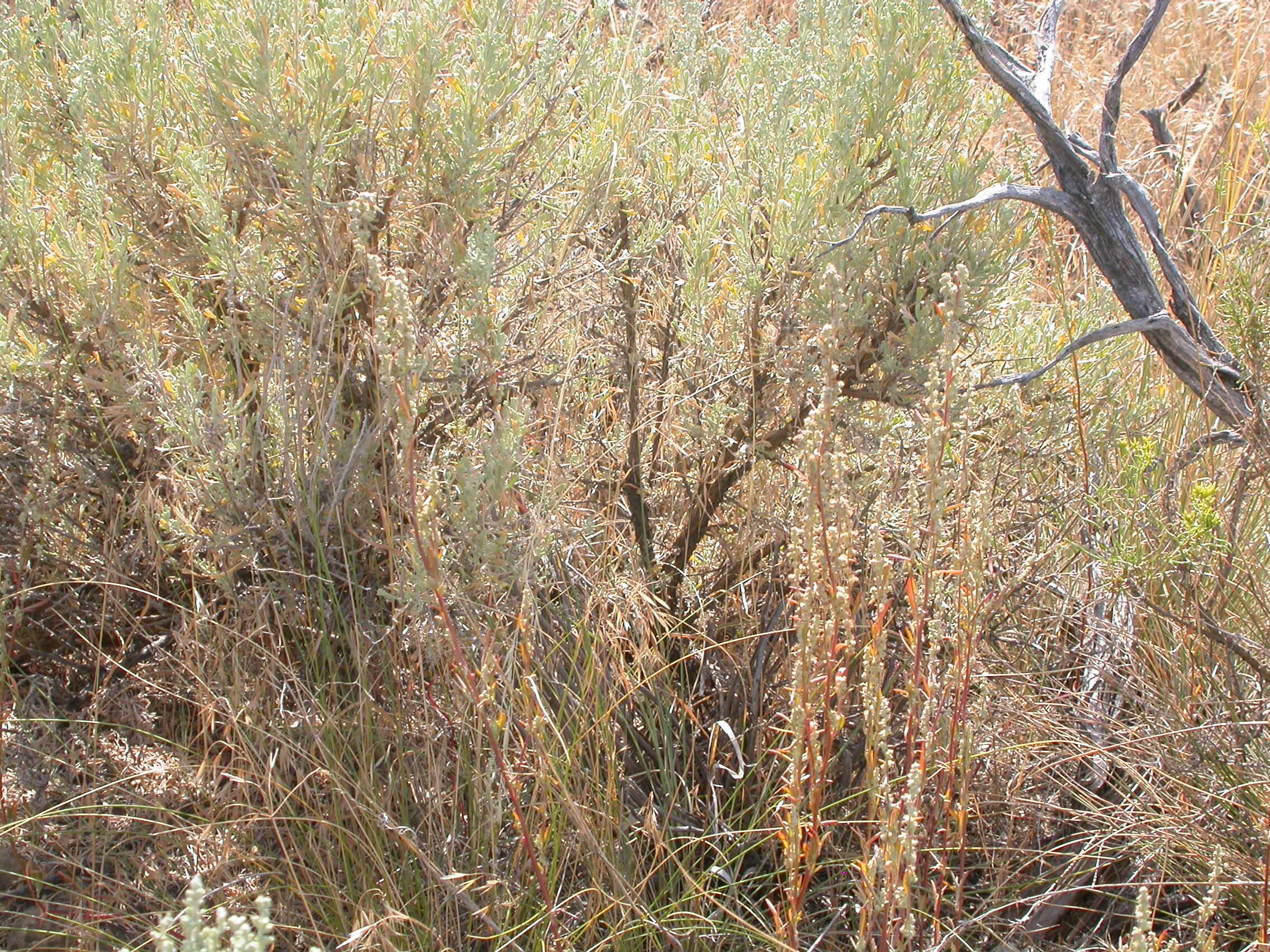 Sivun Chenopodium leptophyllum (Moq.) Nutt. ex S. Wats. kuva