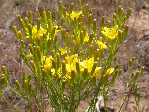 Image of tapertip hawksbeard