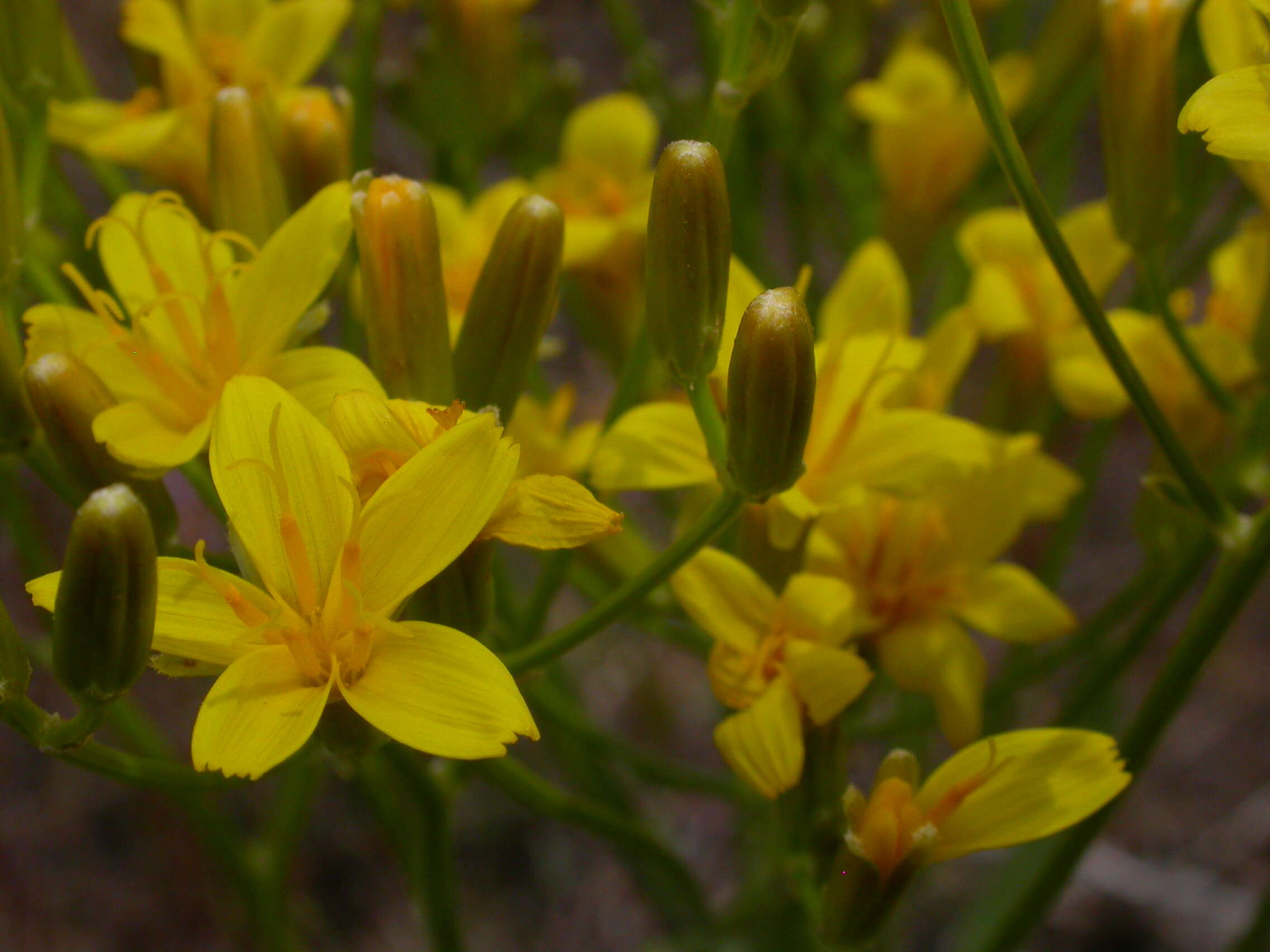 Image of tapertip hawksbeard