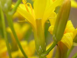 Image of tapertip hawksbeard