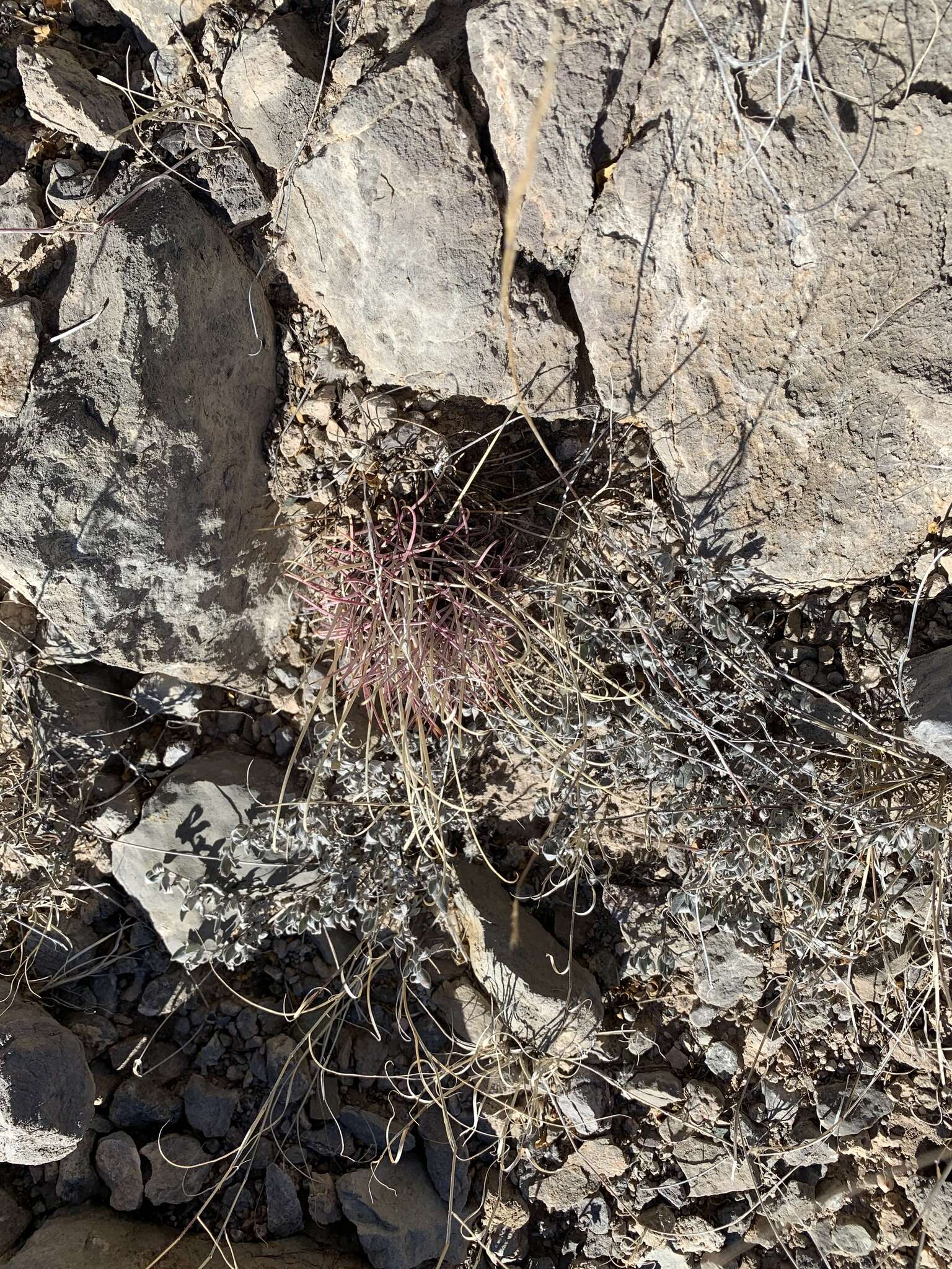 Image of Chihuahuan Fishhook Cactus