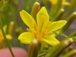 Image of tapertip hawksbeard