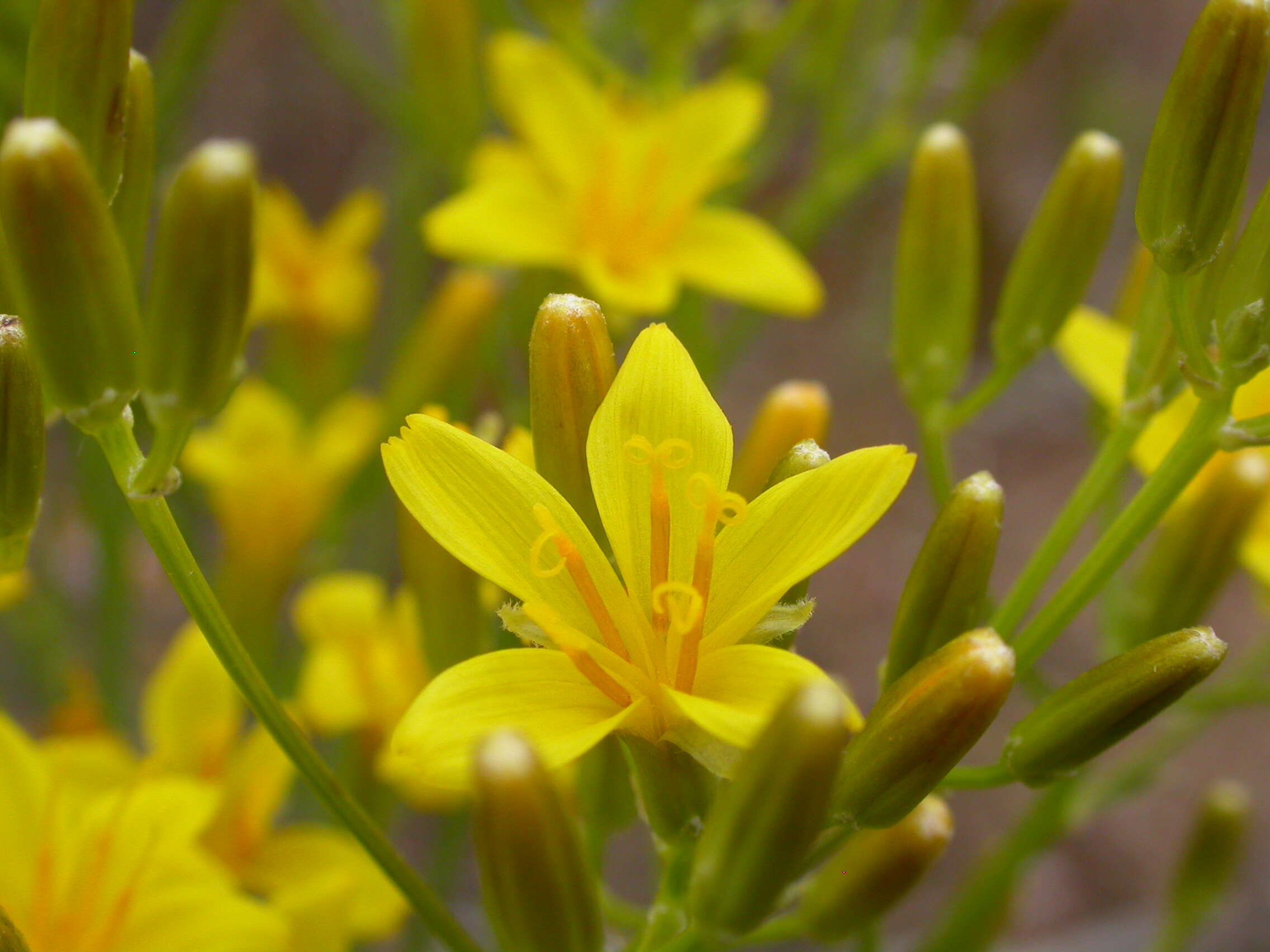 Image of tapertip hawksbeard