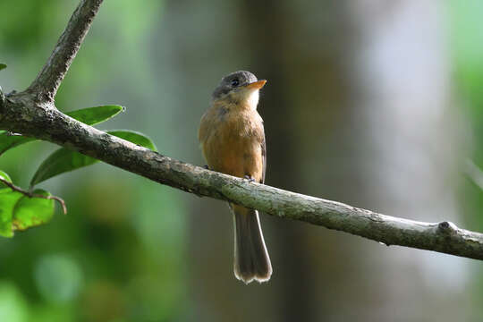 Contopus latirostris (Verreaux & J 1866)的圖片