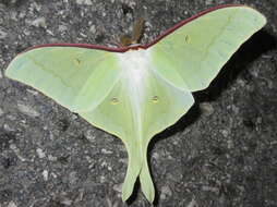 Image of Actias artemis (Bremer & Grey 1853)