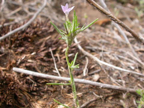 Image of Wilcox's woollystar