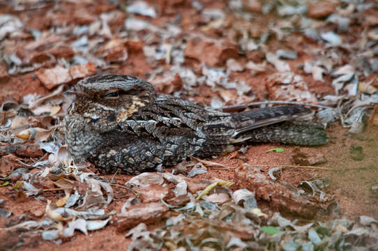 صورة Caprimulgus madagascariensis Sganzin 1840