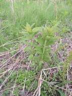 صورة Veronicastrum sibiricum (L.) Pennell