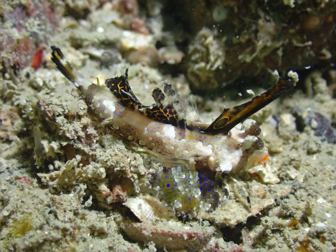 Image of Orange and black dragonet