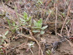 Image of western marsh cudweed