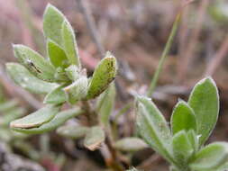 Image of western marsh cudweed