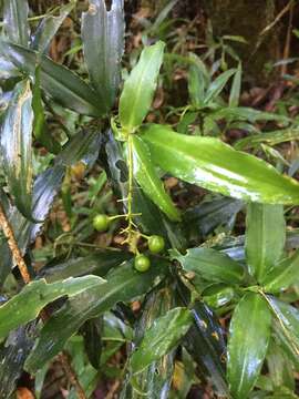 Image of Dracaena reflexa var. lanceolata H. Perrier