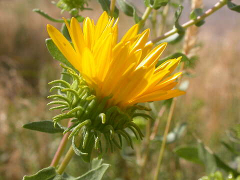 Image of Curly-cup gumweed