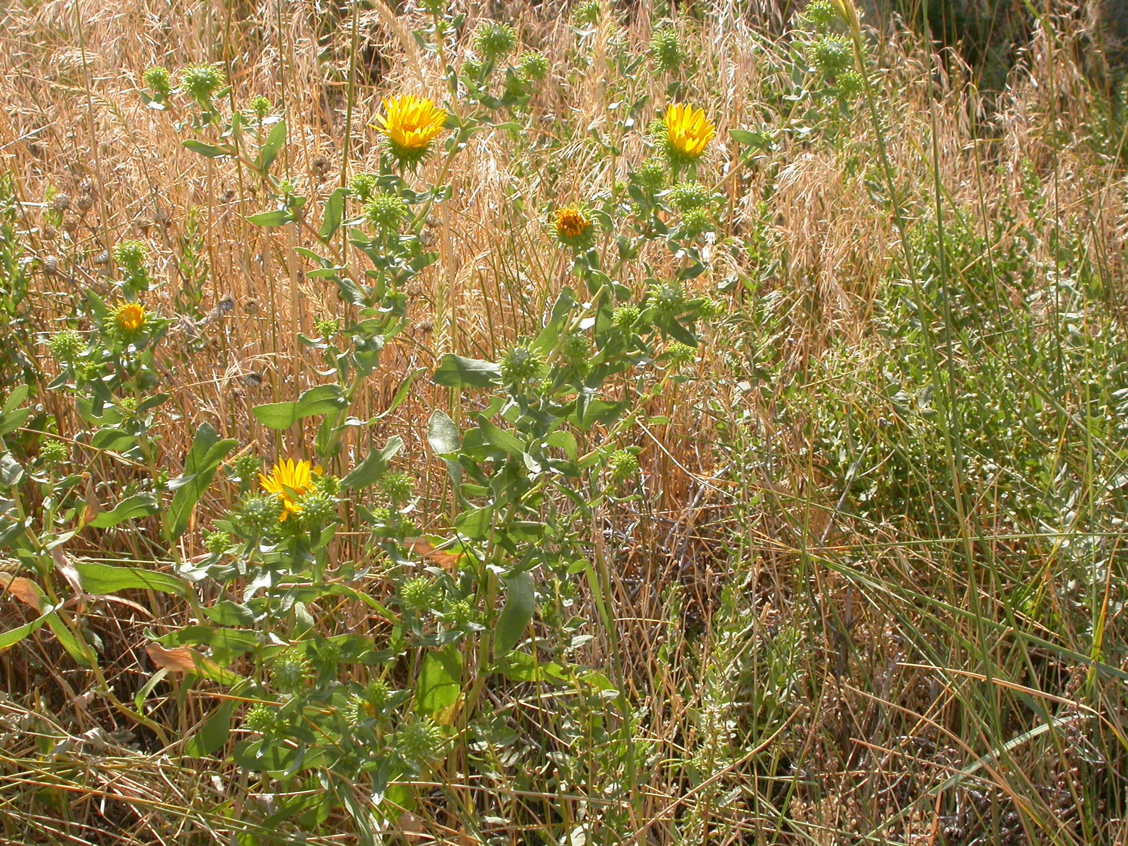 Image of Curly-cup gumweed