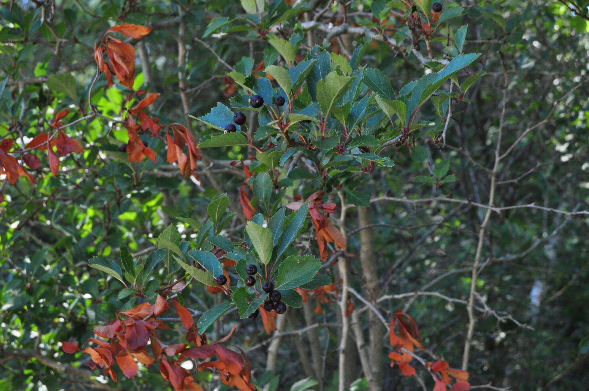 Image of black hawthorn