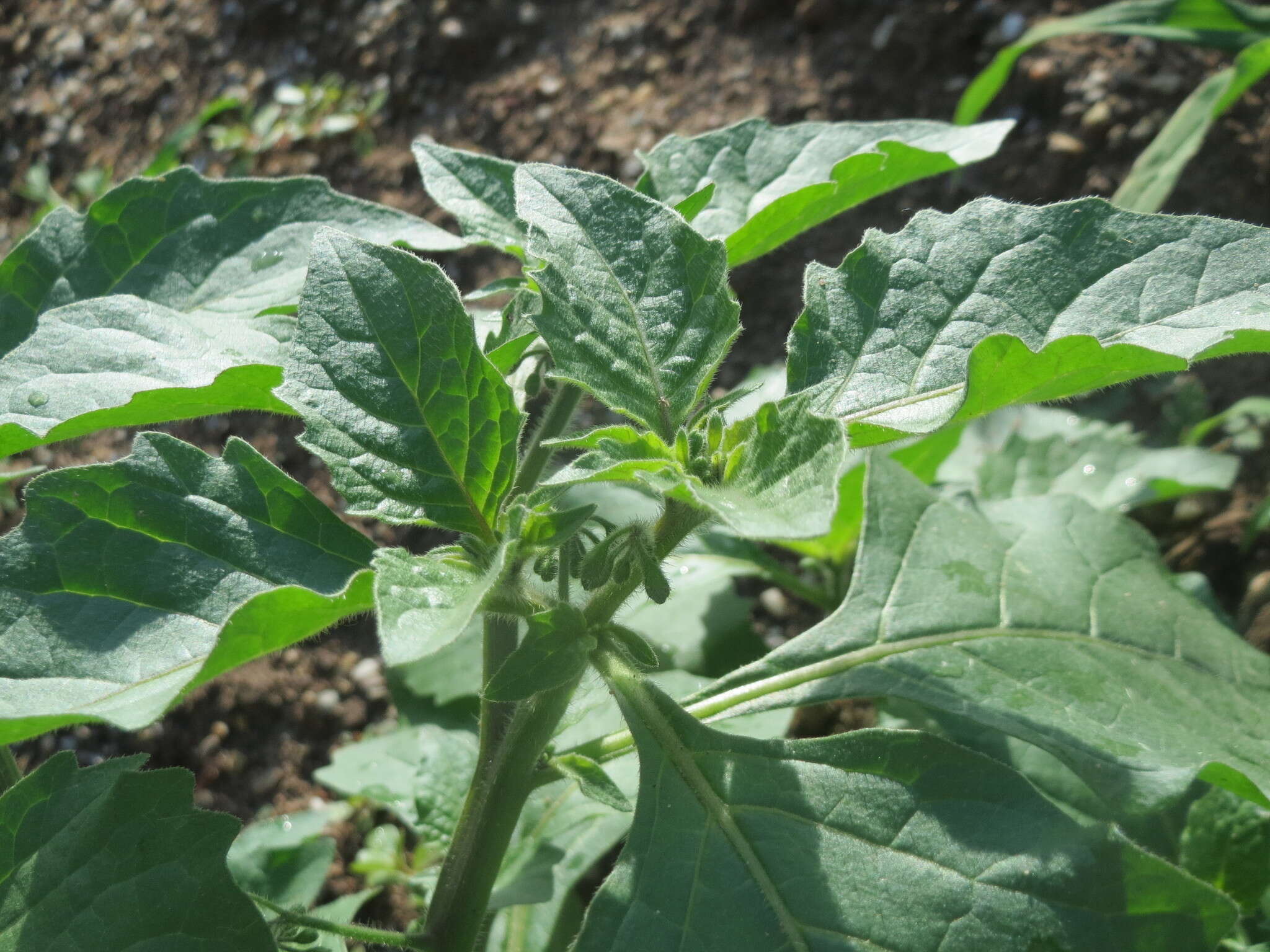 Image of European Black Nightshade