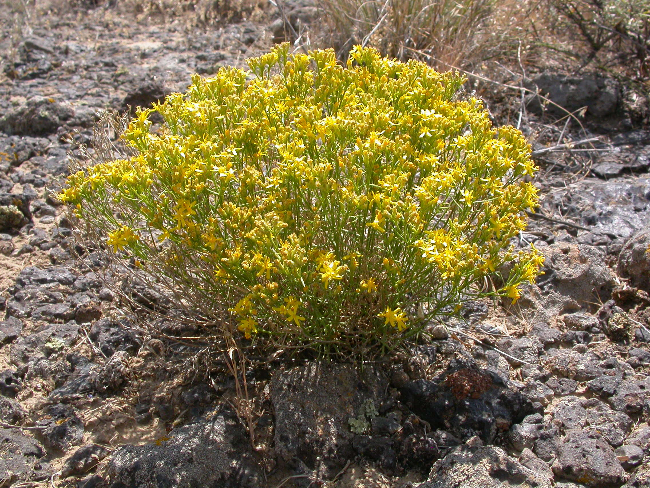 Image of broom snakeweed