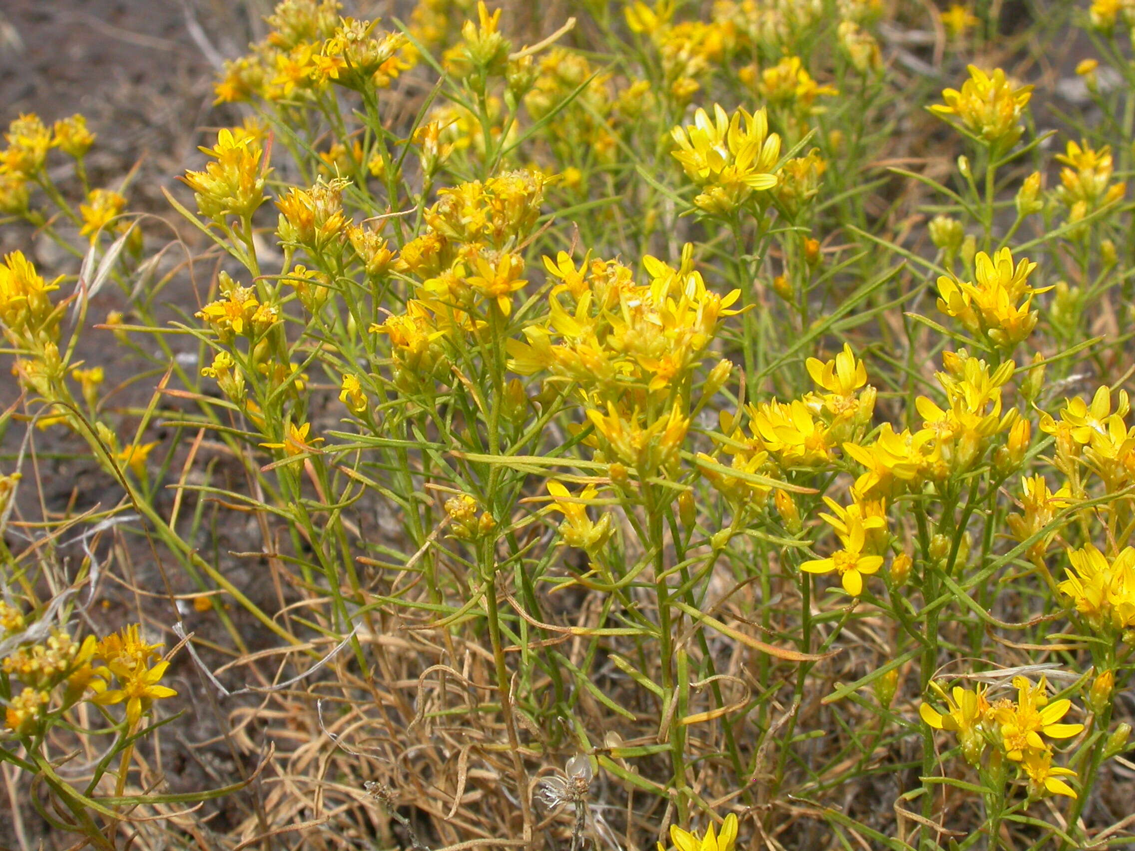 Image of broom snakeweed