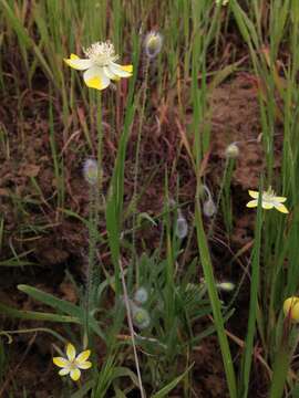 Image of Platystemon californicus Benth.