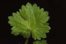 Image of smallflower buttercup