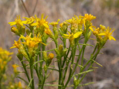 Image of broom snakeweed