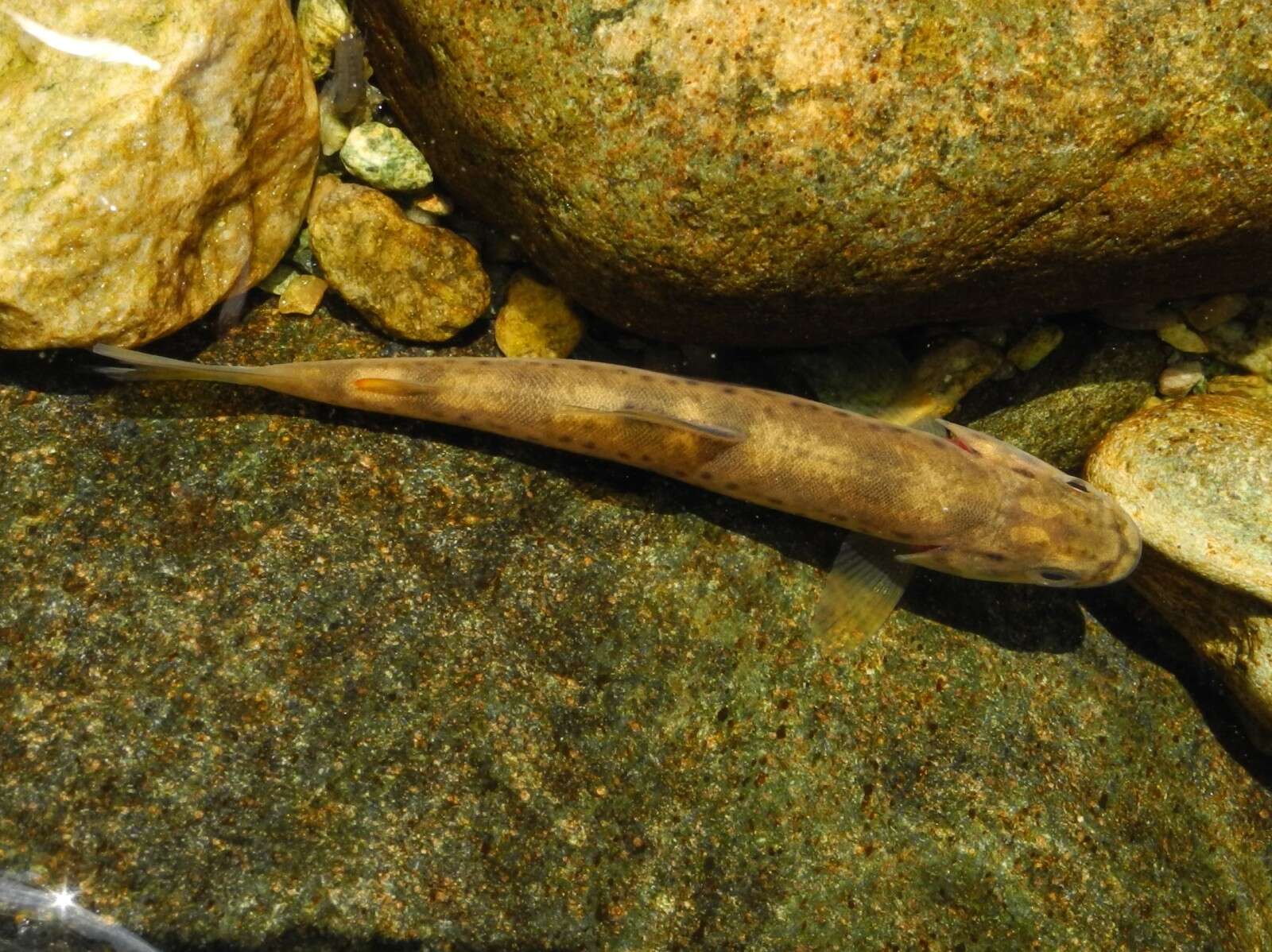 Image of Marbled trout